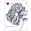 1-2015-vintage-rose-Stamps-5Sheets-100Stamps 2015 Vintage Rose Forever Stamps – 5 Sheets / 100 Stamps