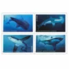 1-2017-Sharks-Stamps-5Sheets-100Stamps 2017 Sharks Stamps – 5 Sheets / 100 Stamps