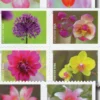 1-2021-garden-beauty-Stamps-5Booklets-100Stamps-1 2021 Garden Beauty Forever Stamps – 5 Booklets / 100 Stamps