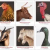 2-2021-Heritage-Breeds-Forever-Stamps-5Sheets-100Stamps 2021 Heritage Breeds Forever Stamps – 5 Sheets / 100 Stamps