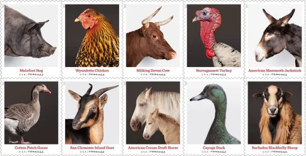 2-2021-Heritage-Breeds-Forever-Stamps-5Sheets-100Stamps 2021 Heritage Breeds Forever Stamps – 5 Sheets / 100 Stamps