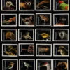 2-2023-Endangered-Species-Stamps-5Sheets-100Stamps 2023 Endangered Species Stamps – 5 Sheets / 100 Stamps