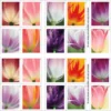 2-2023-tulip-blossoms-Stamps-5Booklets-100Stamps-1 2023 Tulip Blossoms Forever Stamps – 5 Booklets / 100 Stamps