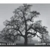 3-2024-ansel-adams-Stamps-5Sheets-100Stamps 2024 Ansel Adams Forever Stamps – 5 Sheets / 100 Stamps